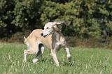 SALUKI 031